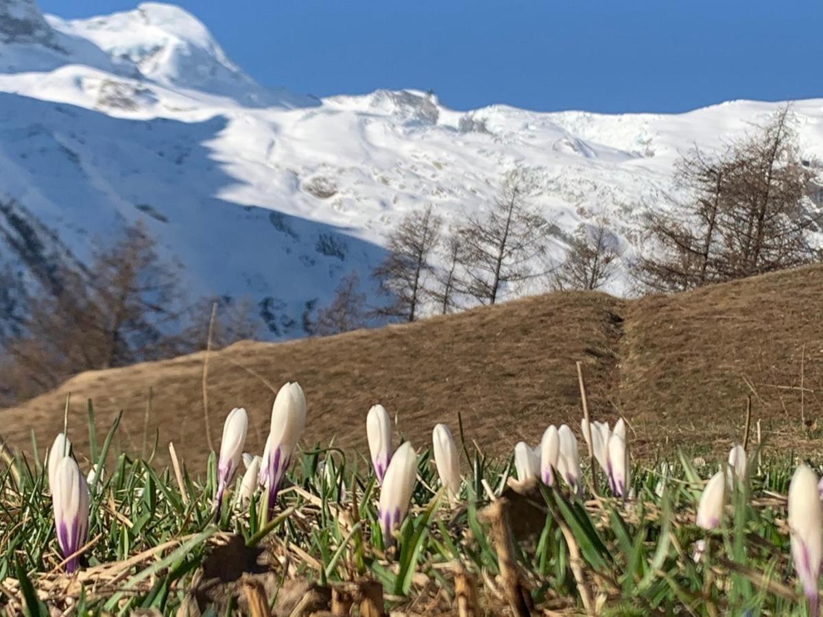 Chalet Birkhahn Saas Fee المظهر الخارجي الصورة