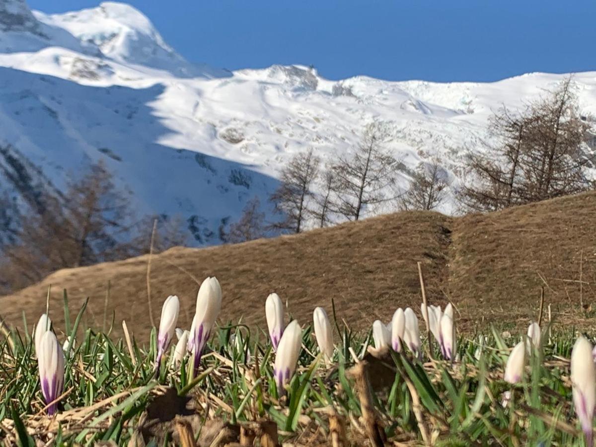 فيلا Chalet Birkhahn Saas Fee المظهر الخارجي الصورة